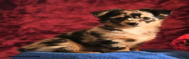 Josie