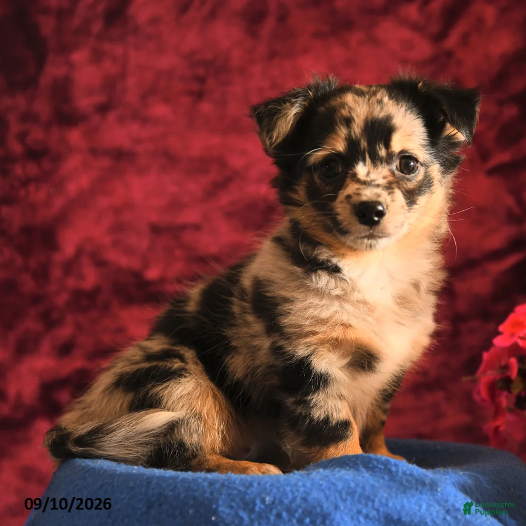 Chihuahua dogs for sale: Josie - Ad 1