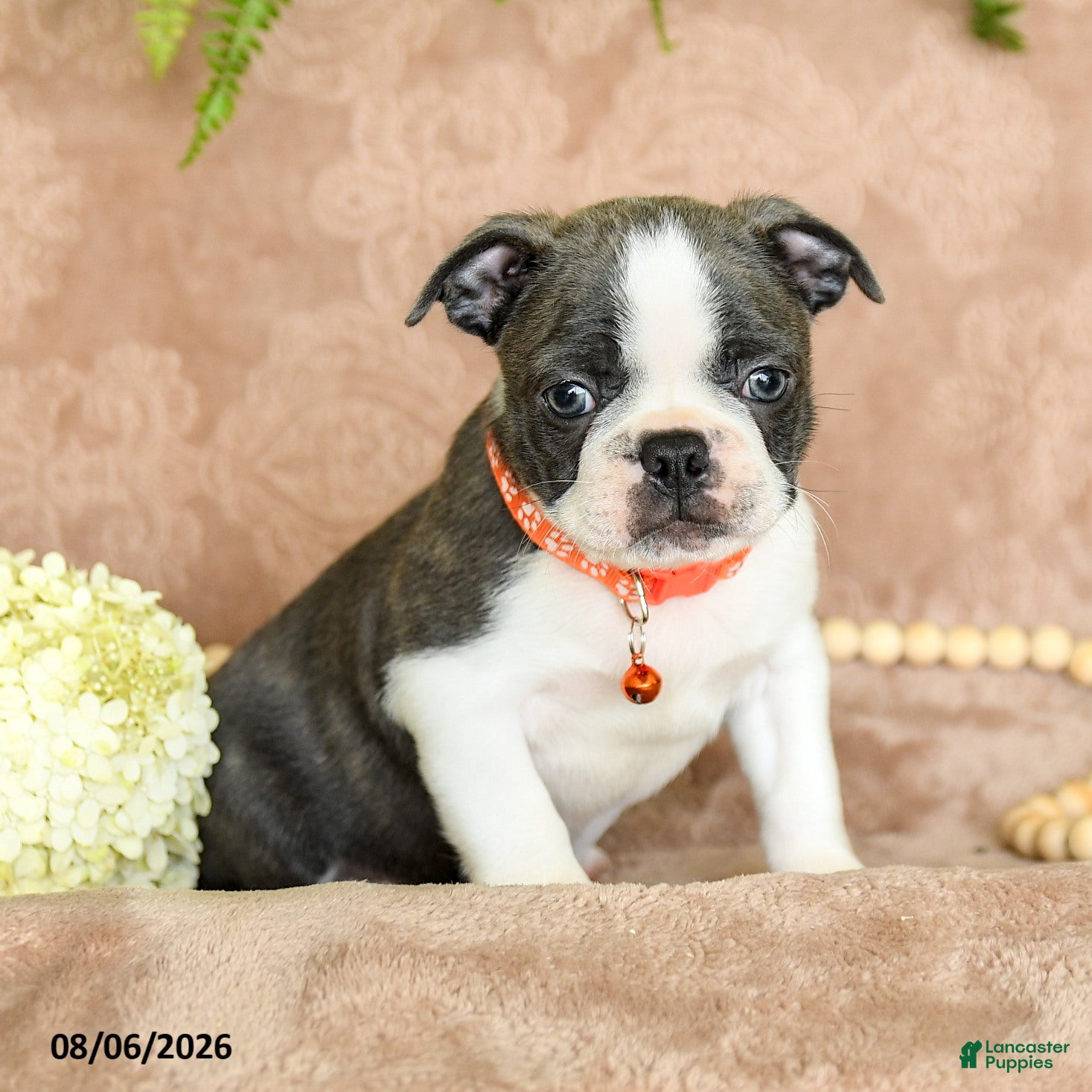 Boston Terrier dogs Reese - Ad 1