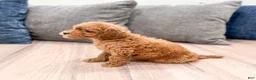 Mini Goldendoodle dogs for sale: Buddy - Ad 4