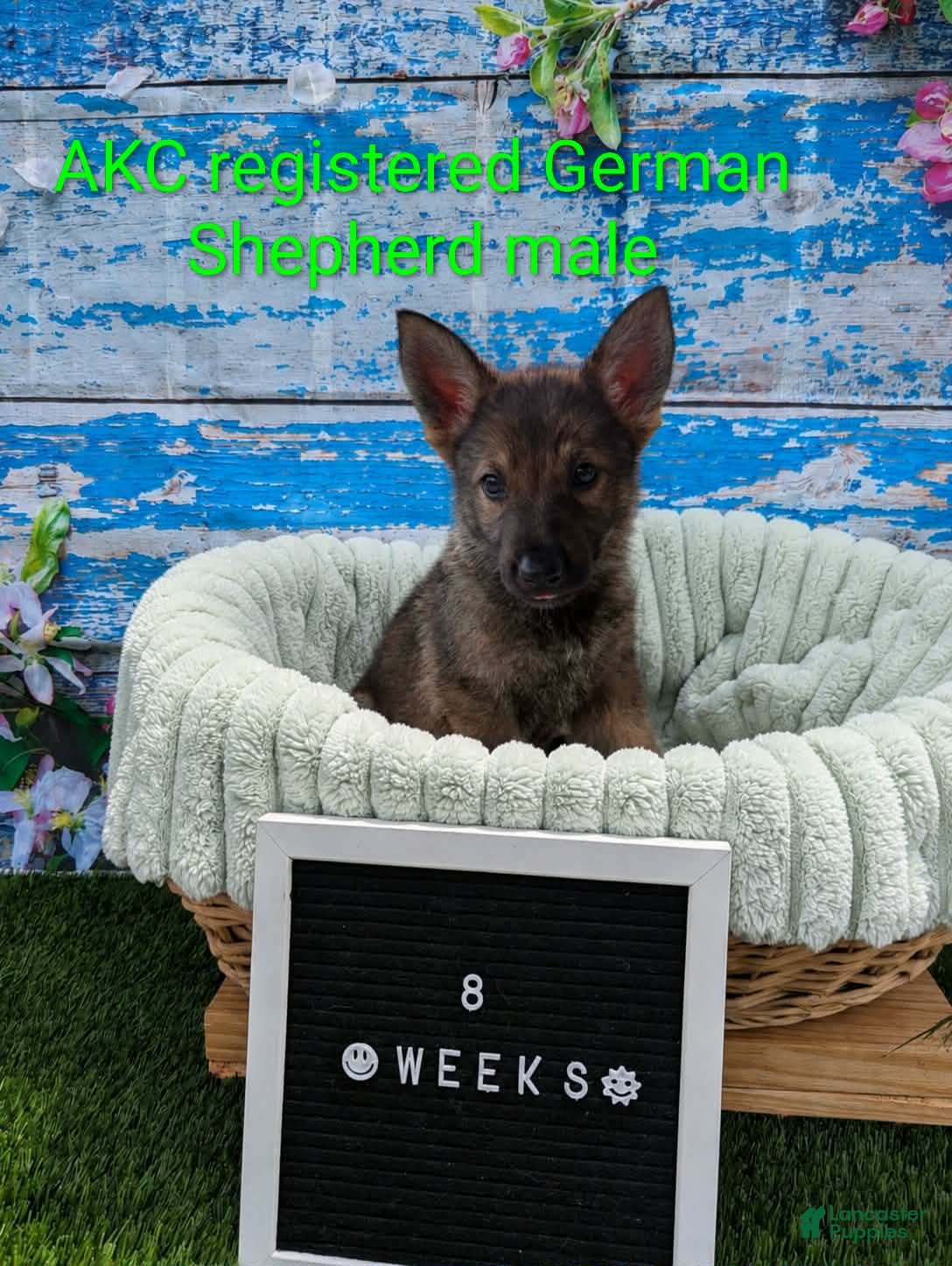 German Shepherd dogs Scrappy  - Ad 1