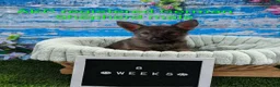 German Shepherd dogs for sale: Jack  - Ad 19