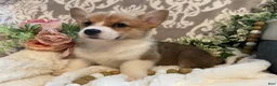 Welsh Corgi Pembroke dogs for sale: Sara - Ad 5