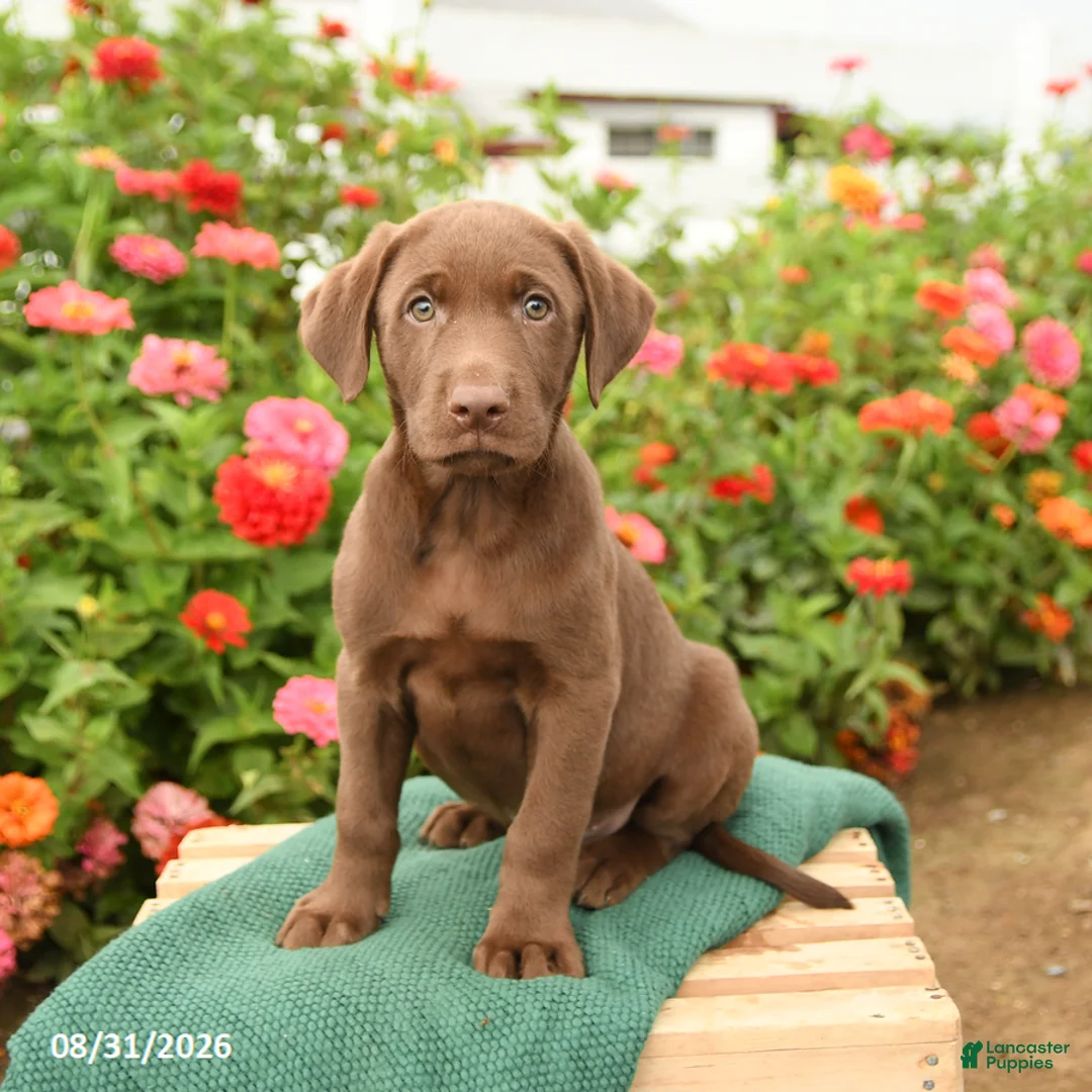 Labrador Retriever dogs for sale: Keegan - Ad 2
