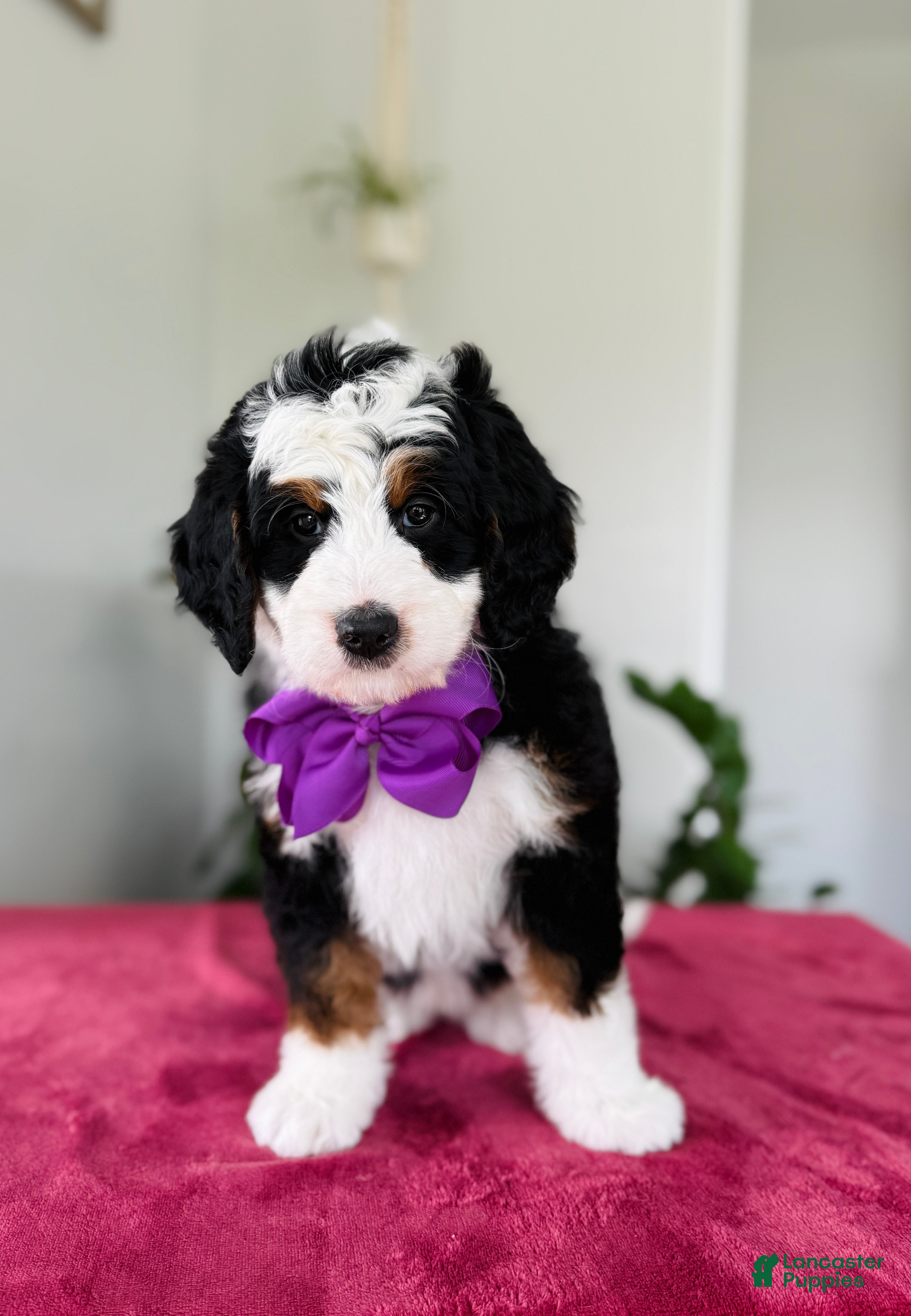 Mini Bernedoodle dogs Lori - Ad 1