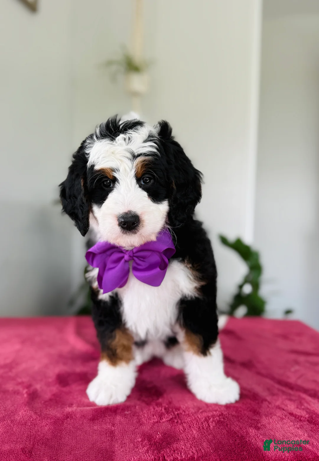 Mini Bernedoodle dogs for sale: Lori - Ad 1