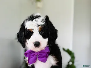 Mini Bernedoodle dogs for sale: Lori - Ad 4