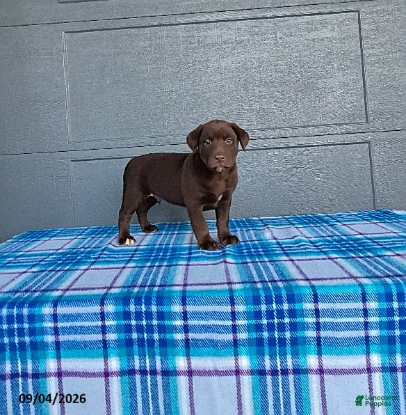 Labrador Retriever dogs for sale: Charlie - Ad 3