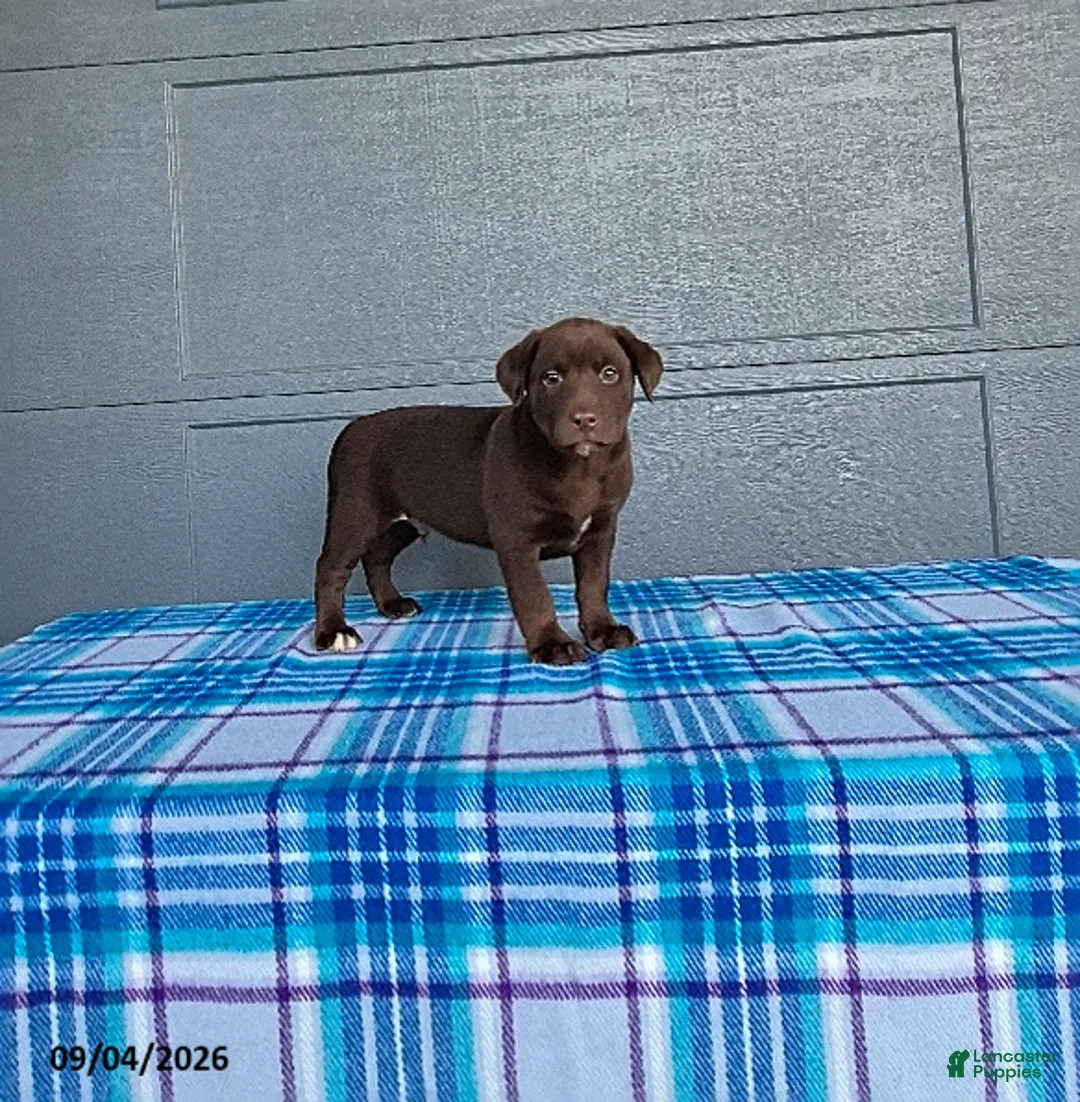 Labrador Retriever dogs for sale: Charlie - Ad 1