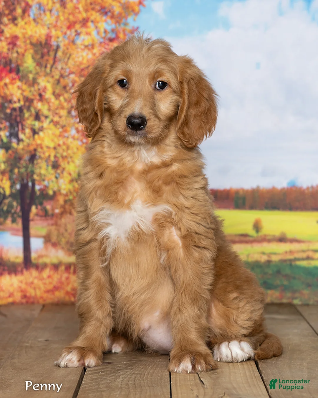 Goldendoodle dogs for sale: Penny - Ad 2