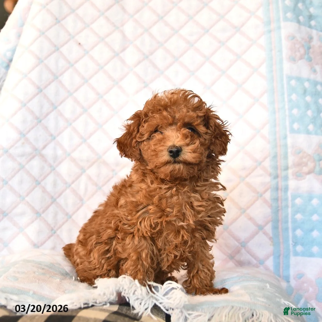 Toy Poodle dogs for sale: Bailey  - Ad 2