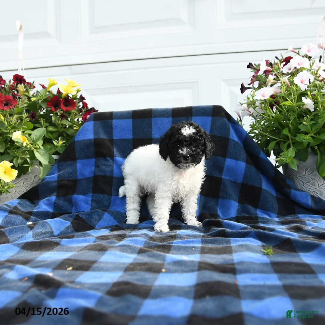 Cavapoo dogs for sale: Lilla - Ad 2