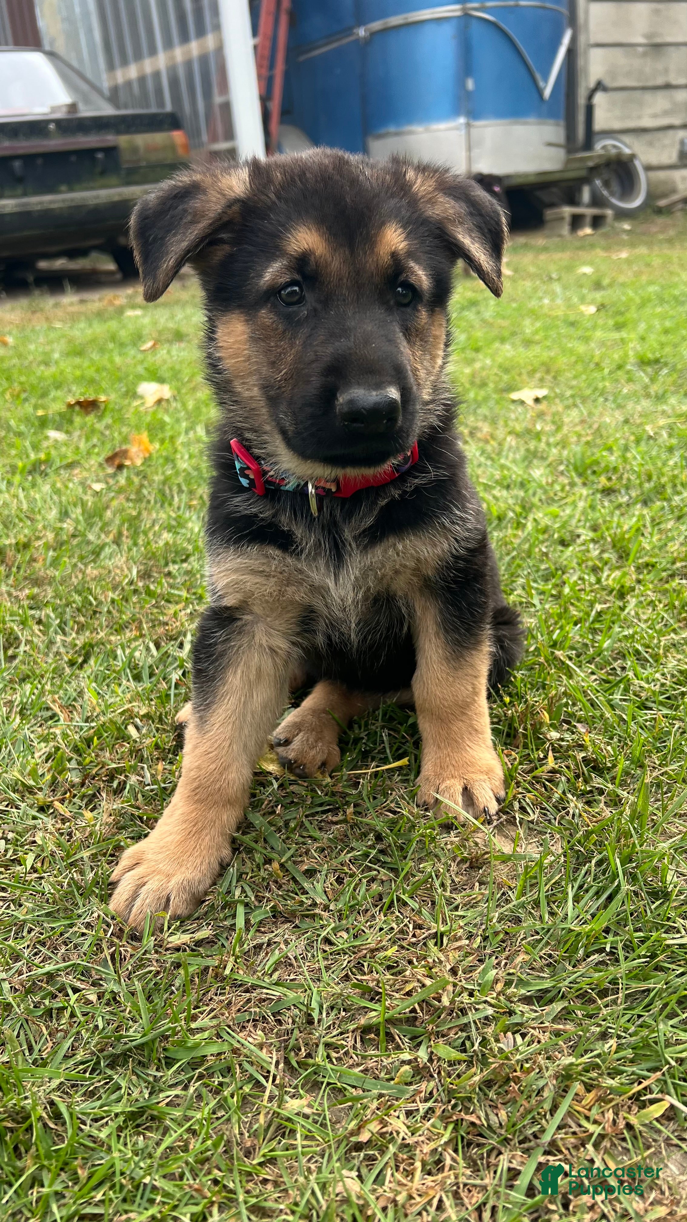 German Shepherd dogs for sale: German Shepherd 2 - Ad 13
