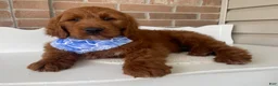 Goldendoodle dogs for sale: Kash💙RESERVED 🐾 - Ad 4