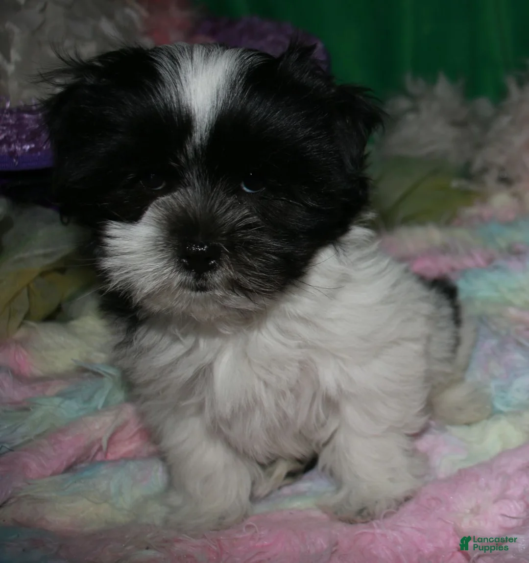 Shihpoo dogs for sale: Weston - Ad 6