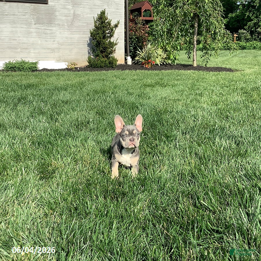 French Bulldog dogs for sale: Casper - Ad 5