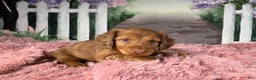 Miniature Dachshund dogs for sale: AKC-Brody - Ad 5