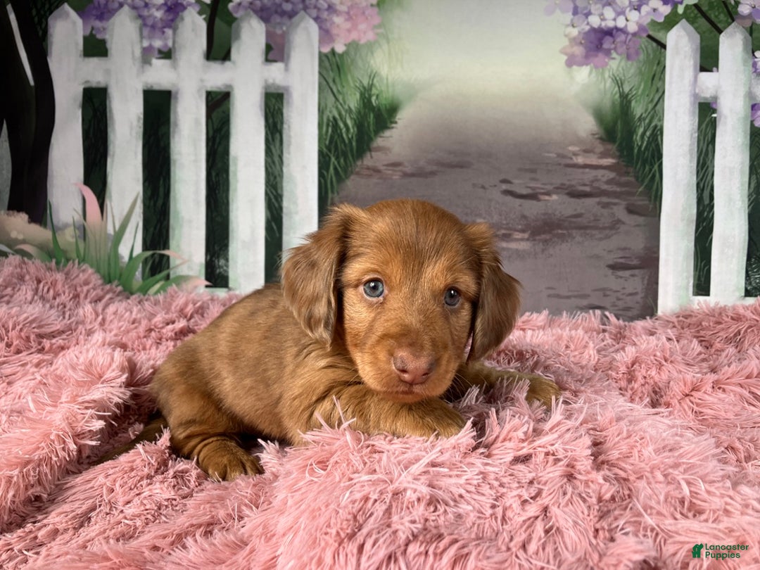 Miniature Dachshund dogs for sale: AKC-Brody - Ad 5