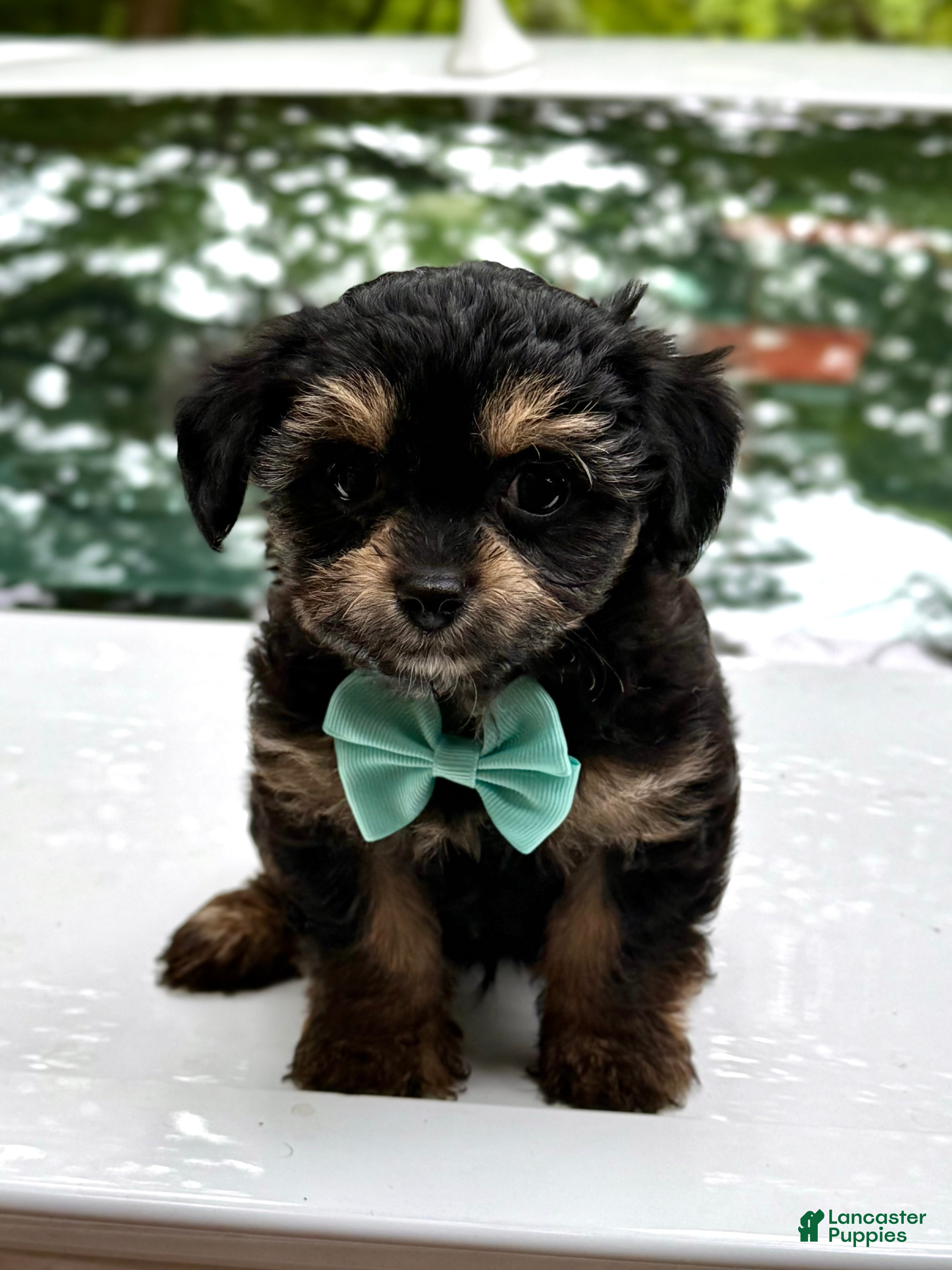 Mini Aussiedoodle dogs for sale: Mini Aussiedoodle Puppy 2 - Ad 4