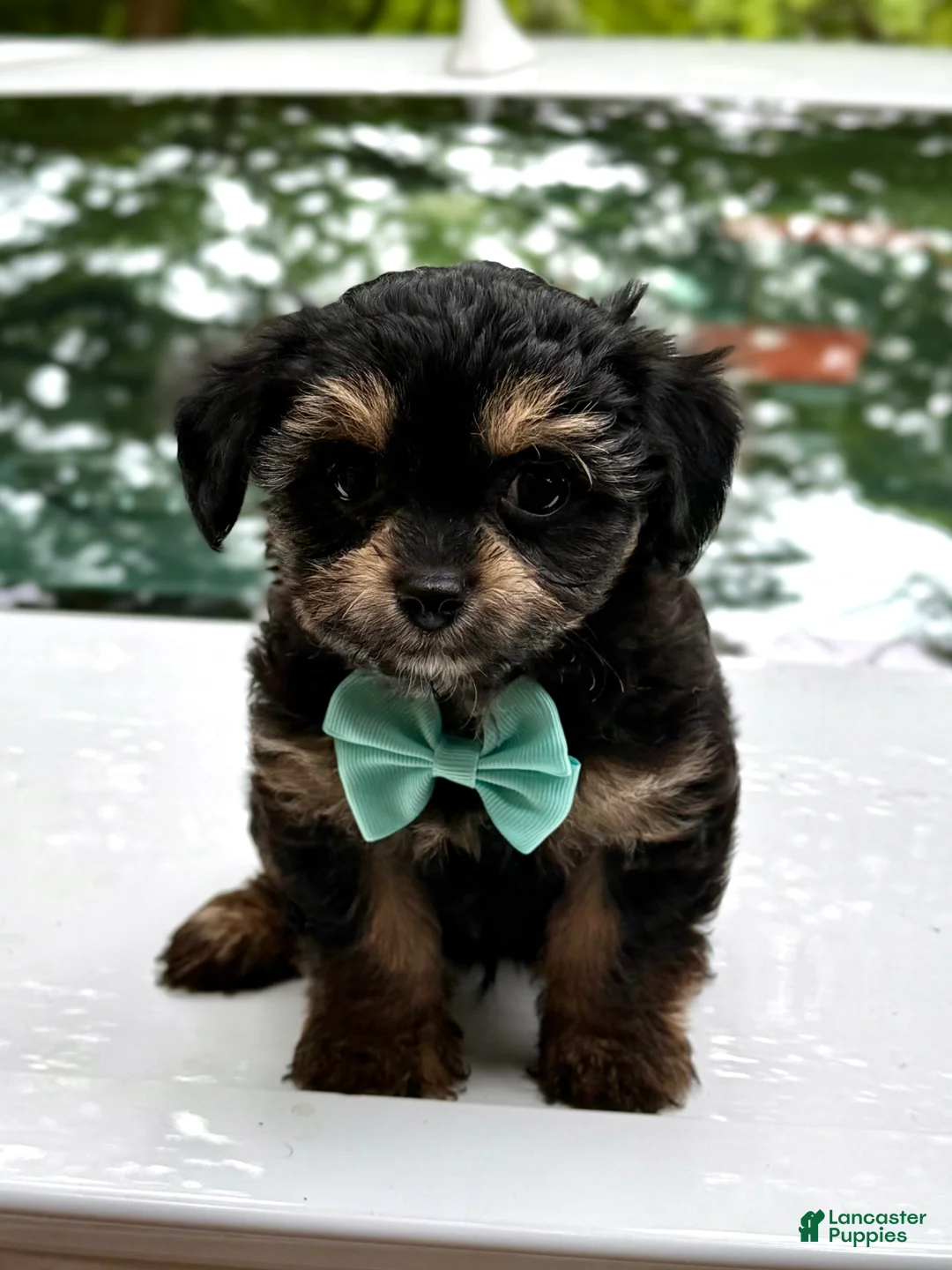 Mini Aussiedoodle dogs for sale: Mini Aussiedoodle Puppy 2 - Ad 1
