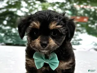 Mini Aussiedoodle dogs for sale: Mini Aussiedoodle Puppy 2 - Ad 4