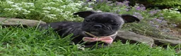 Frug dogs for sale: Mia - Ad 4