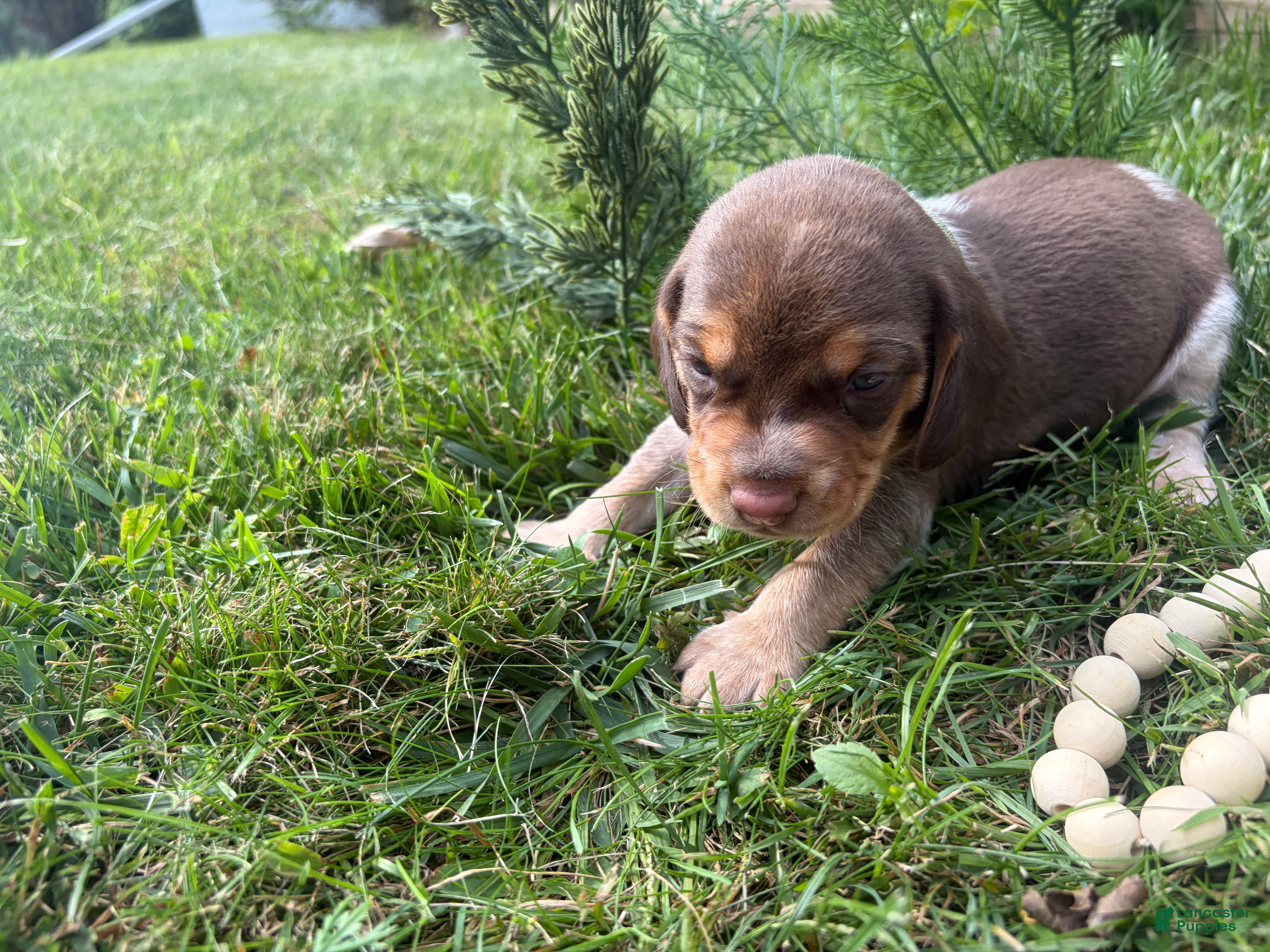 Beagle dogs Mr Green - Ad 7