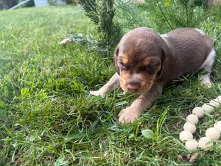 Beagle dogs Mr Green - Ad 7
