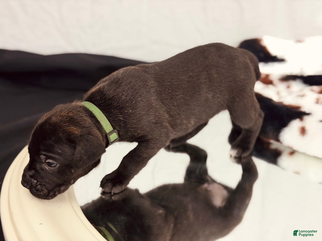 Cane Corso dogs for sale: Apollo - Ad 5