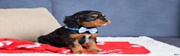 Cavapoo dogs for sale: Freddie - Ad 3
