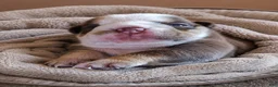 English Bulldog dogs for sale: Brandy - Ad 3