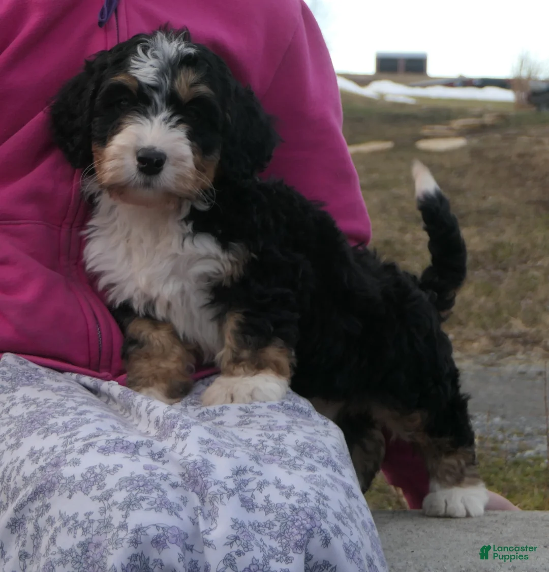 Mini Bernedoodle dogs for sale: Mini Bernedoodle Daphne - Ad 1