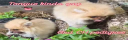 Pomeranian dogs for sale: Timber - Ad 13