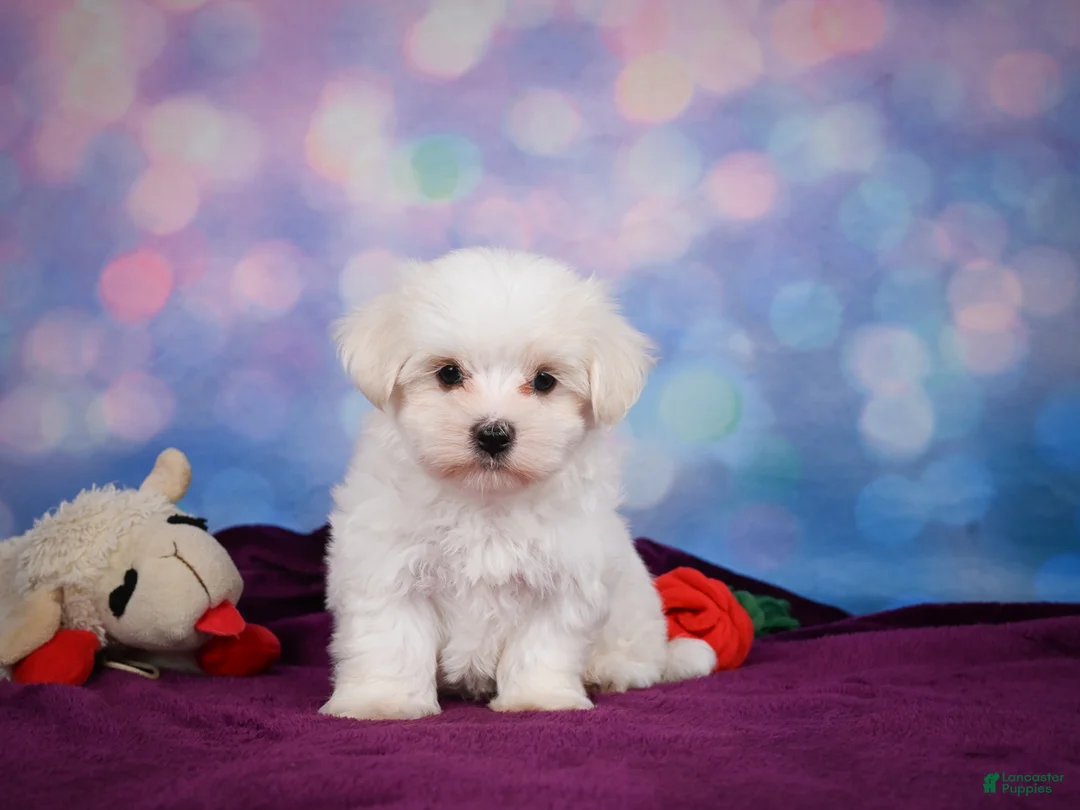 Maltese dogs for sale: Peanut - Ad 2