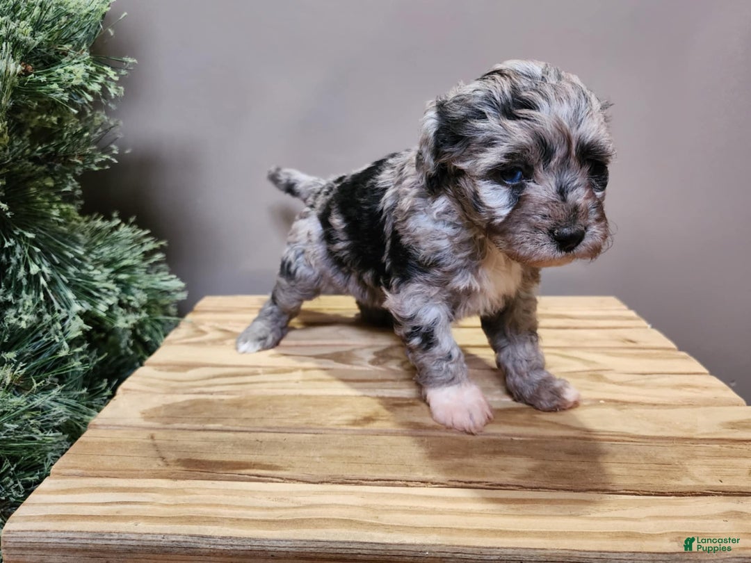 Mini Bernedoodle dogs for sale: Angel - Ad 12