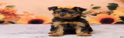 Yorkshire Terrier dogs for sale: Chloe - Ad 1