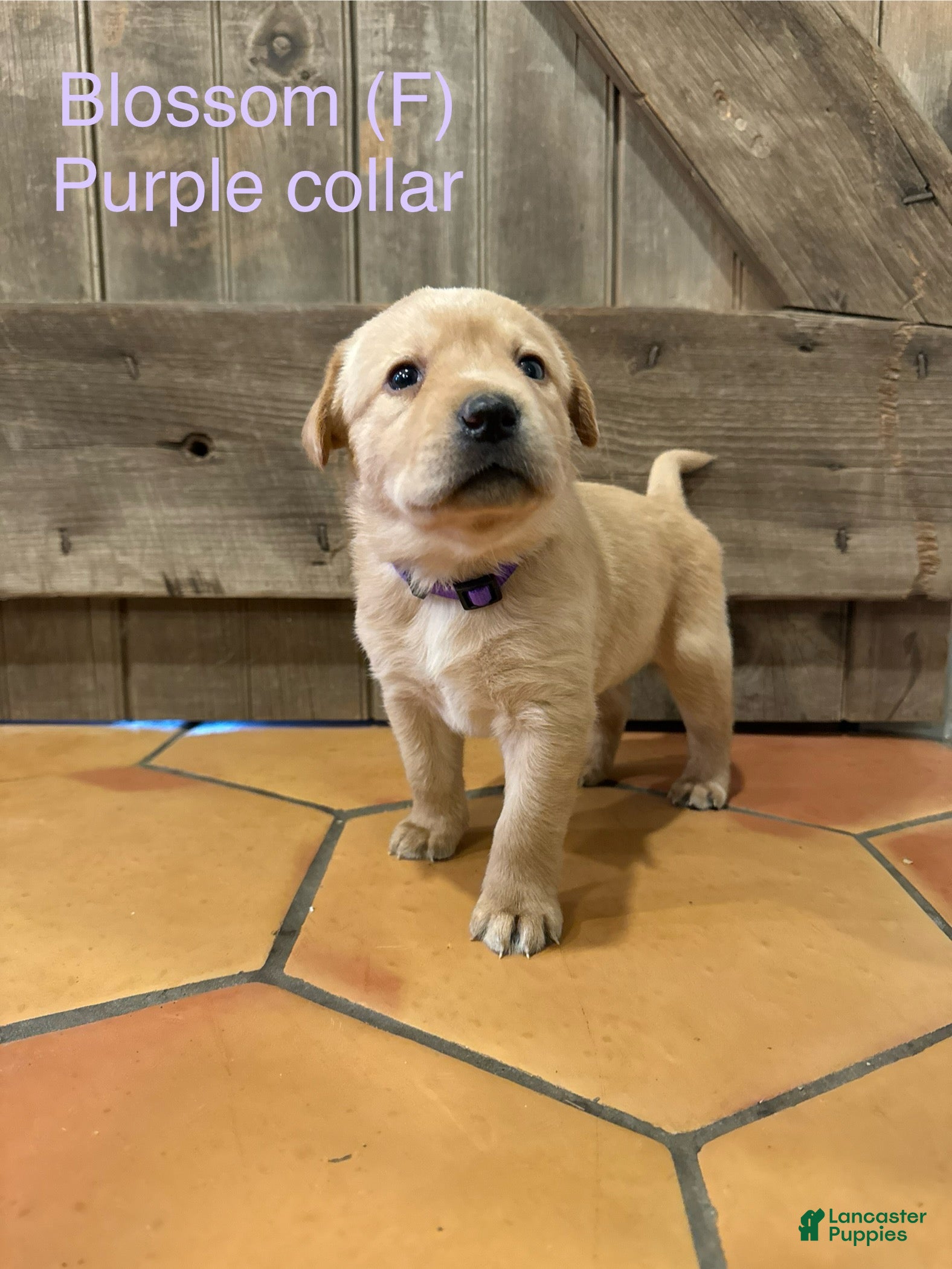 Labrador Retriever dogs Blossom- Purple collar - Ad 22