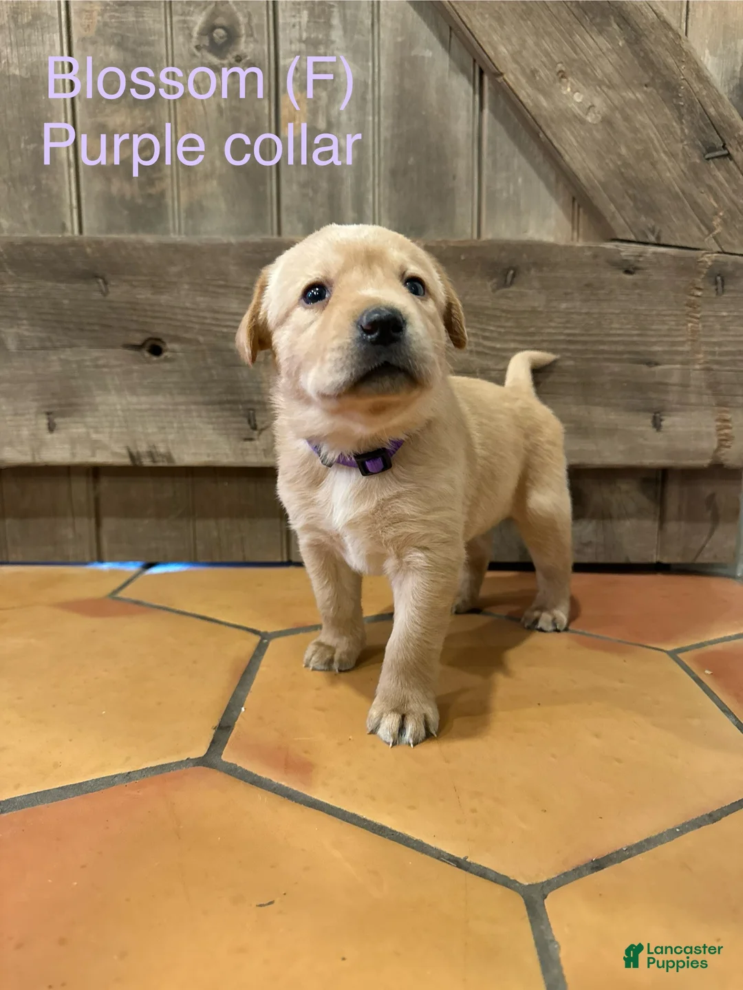 Labrador Retriever dogs for sale: Blossom- Purple collar - Ad 2