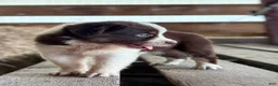 Australian Shepherd dogs for sale: Clay - Ad 7