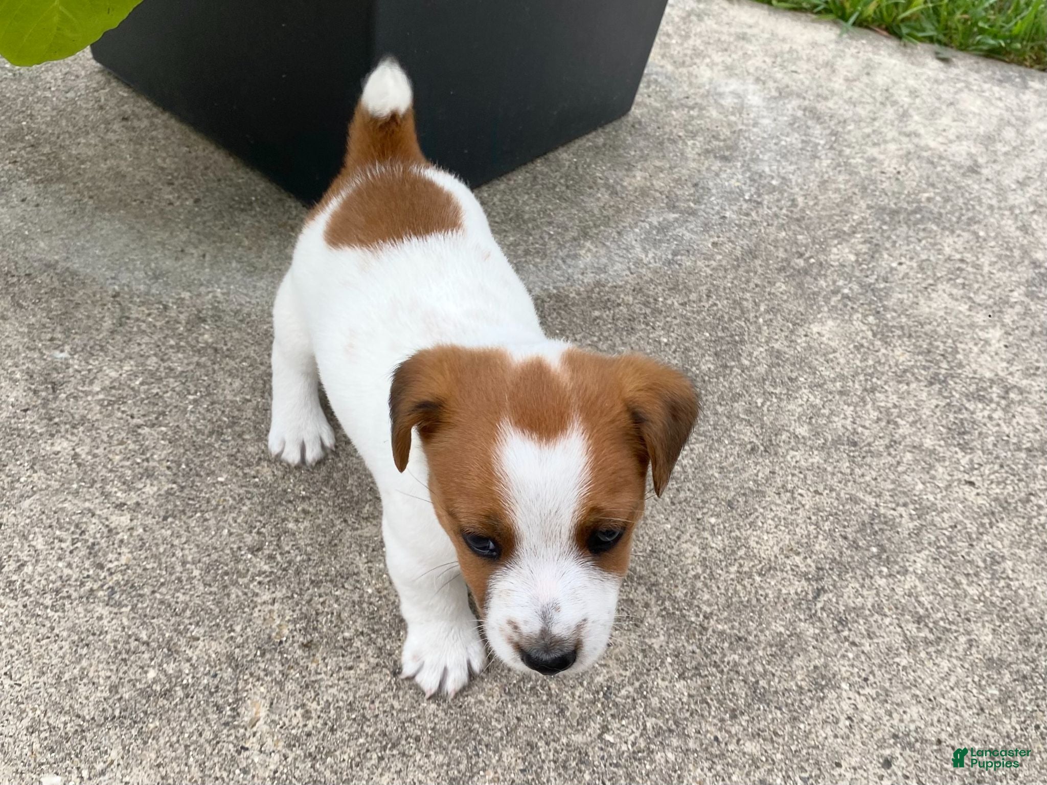 Jack Russell Terrier dogs Moko - Ad 2