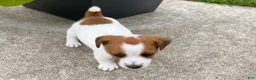 Jack Russell Terrier dogs for sale: Moko - Ad 2