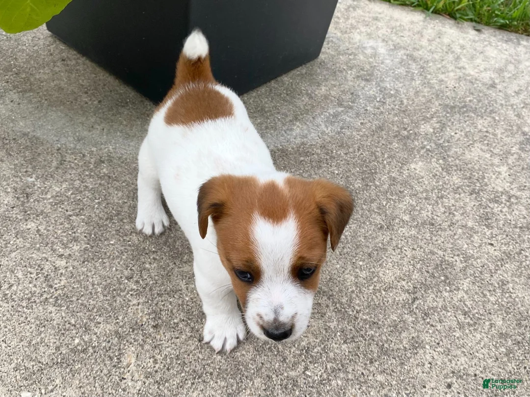 Jack Russell Terrier dogs for sale: Moko - Ad 2