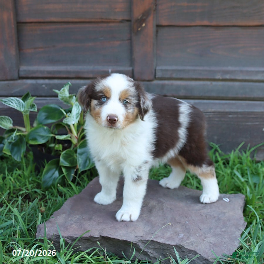 Australian Shepherd dogs Maple   - Ad 1