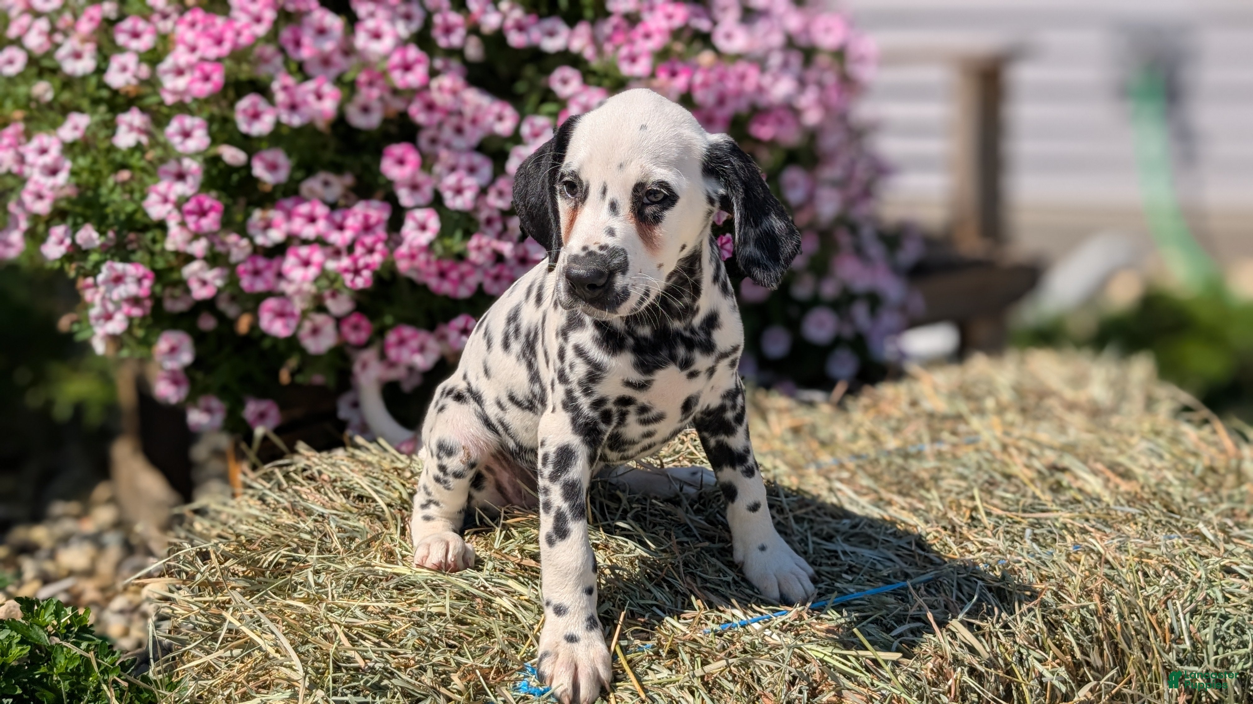 Dalmatian dogs Callie - Ad 2