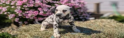 Dalmatian dogs for sale: Callie - Ad 2