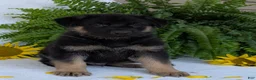 German Shepherd dogs for sale: Bullet  - Ad 6