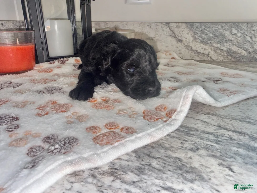 Miniature Schnauzer dogs for sale: Black female - Ad 2