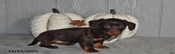 Miniature Dachshund dogs for sale: Cocoa - Ad 3