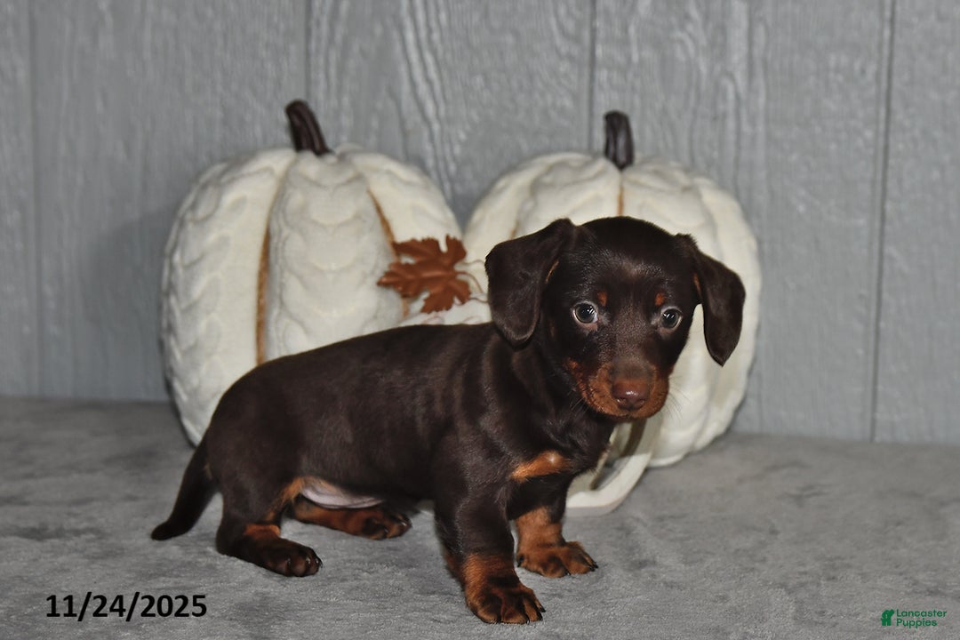 Miniature Dachshund dogs for sale: Cocoa - Ad 3