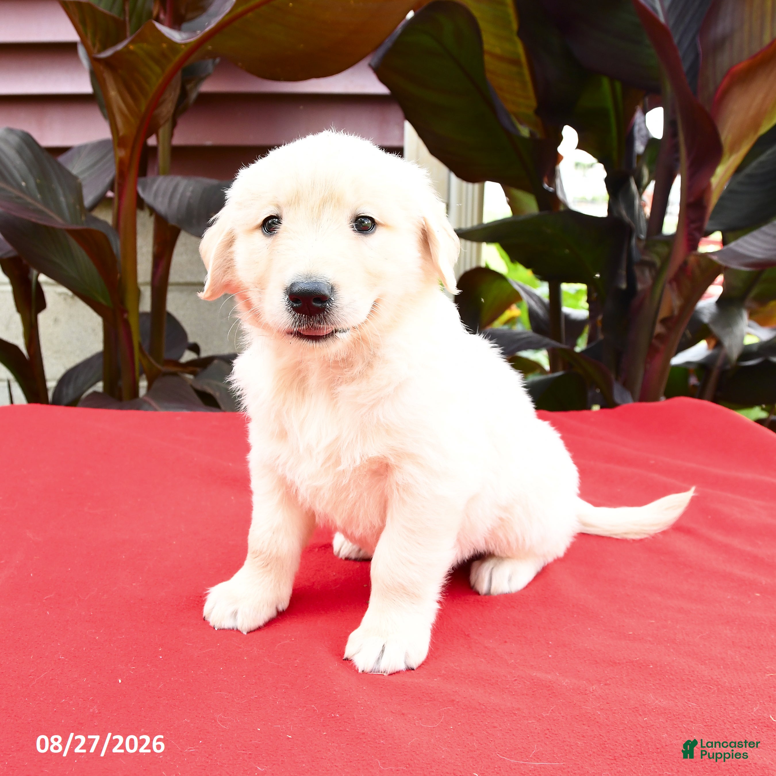 Golden Retriever dogs for sale: Creed - Ad 3